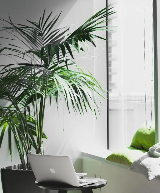 Groene werkplek met een plant, bank en een tafel met laptop